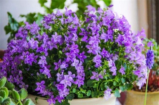 丹麦风铃如何留种