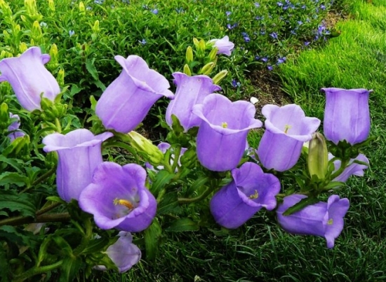 风铃草的栽培办法（心得篇）：从育苗到栽培管理的介绍