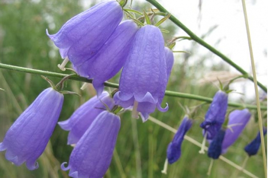 风铃草的栽培办法（心得篇）：从育苗到栽培管理的介绍