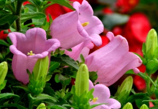 风铃草的栽培办法（心得篇）：从育苗到栽培管理的介绍