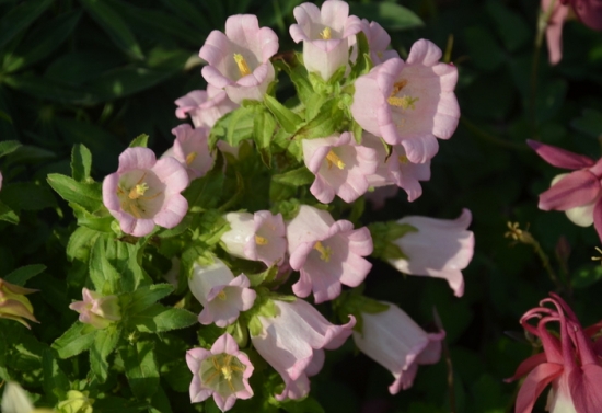 风铃草的栽培办法（心得篇）：从育苗到栽培管理的介绍