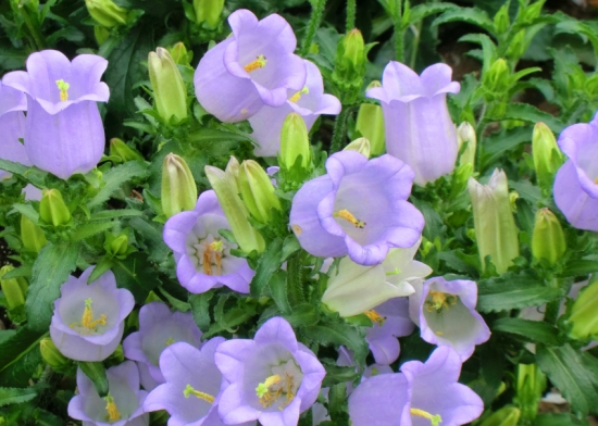 风铃草的养殖办法：栽种环境需要全阳