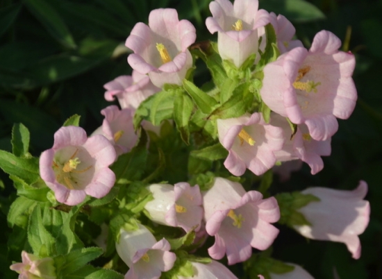 风铃草的养殖办法：栽种环境需要全阳