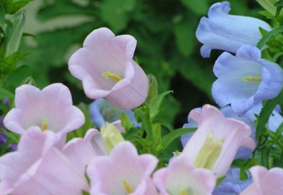 风铃草的养殖办法：栽种环境需要全阳