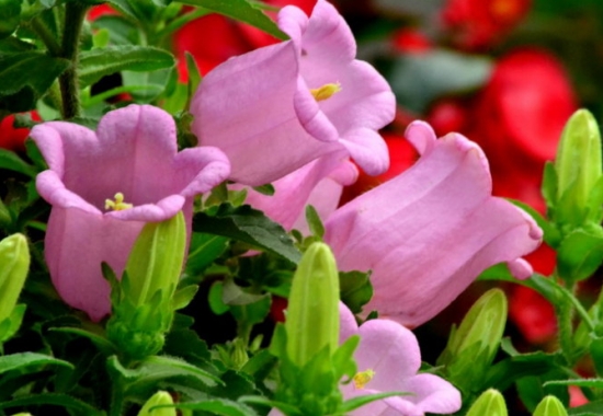 风铃草的养殖办法：栽种环境需要全阳