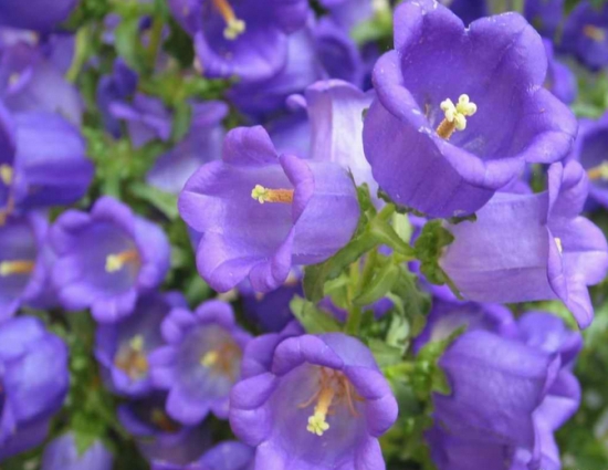 风铃草的传说：仙踪林的守护者—风铃草