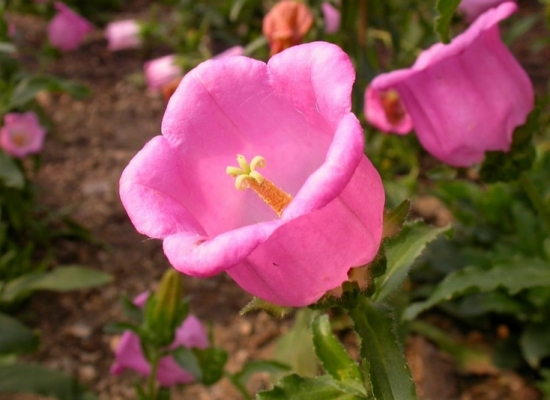 风铃草的传说：仙踪林的守护者—风铃草