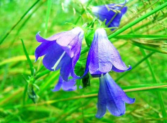 风铃草的传说：仙踪林的守护者—风铃草