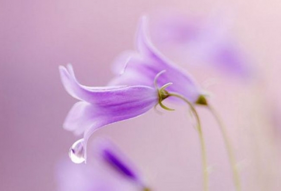 风铃草的资料：风铃草科普