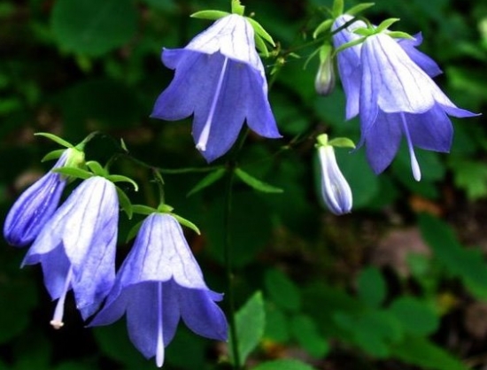 风铃草的资料：风铃草科普