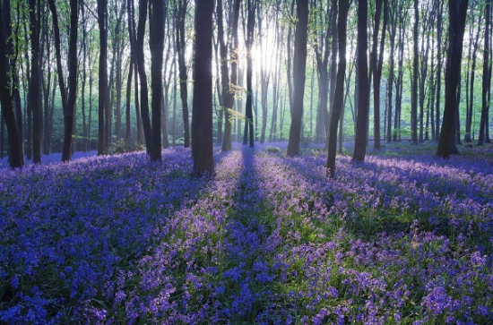 风铃草的资料：风铃草科普