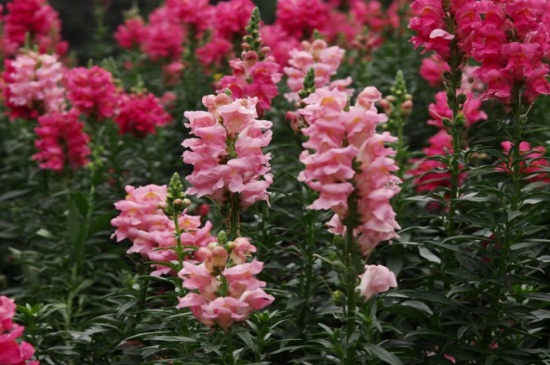 金鱼草的花语,花语为清纯的心