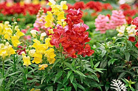 金鱼草的花语,花语为清纯的心