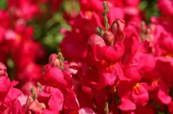 金鱼草的花语,花语为清纯的心