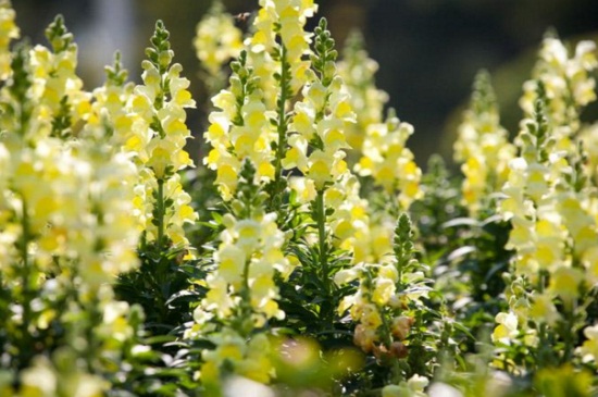 金鱼草的各式传说,有关人鱼相恋的美丽传说