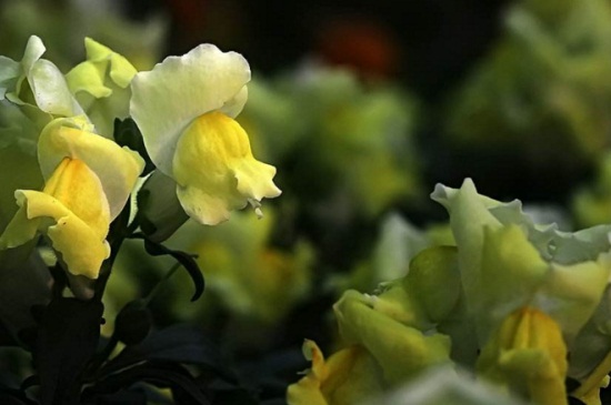 金鱼草的各式传说,有关人鱼相恋的美丽传说