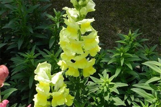 金鱼草常见虫害及预防和治疗办法，蓟马刷子清洗洒药预防和治疗