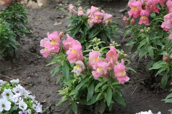 金鱼草常见虫害及预防和治疗办法，蓟马刷子清洗洒药预防和治疗