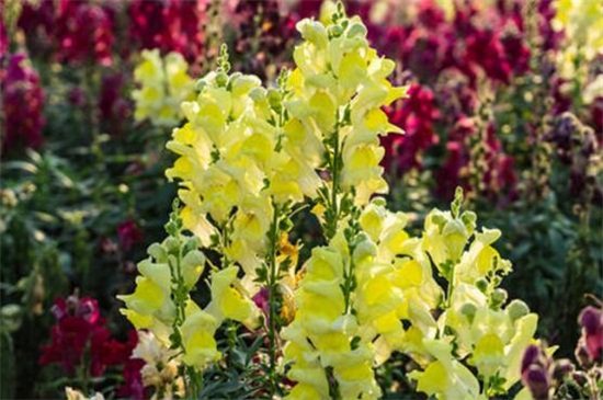 金鱼草常见虫害及预防和治疗办法，蓟马刷子清洗洒药预防和治疗