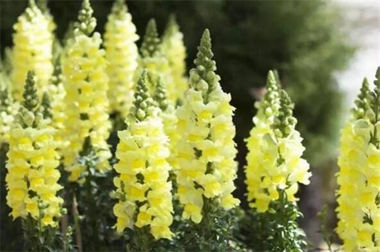 金鱼草枯萎如何办，遮阴防晒还要修剪枝叶