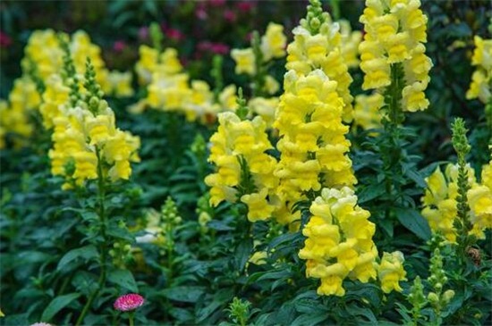 金鱼草枯萎如何办，遮阴防晒还要修剪枝叶