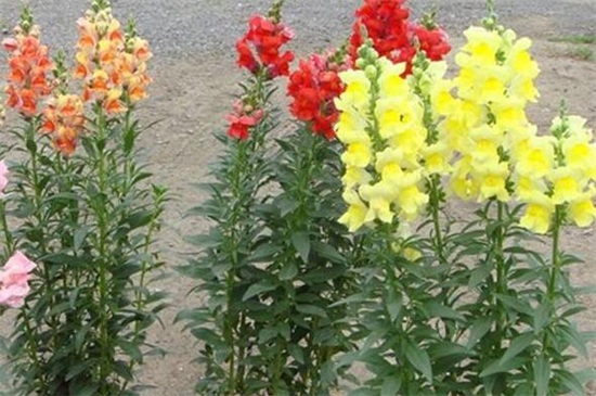 金鱼草枯萎如何办，遮阴防晒还要修剪枝叶