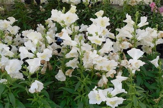 金鱼草枯萎如何办，遮阴防晒还要修剪枝叶