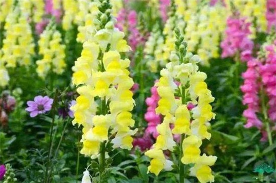 金鱼草秋季如何养，补充光照追肥修剪处理