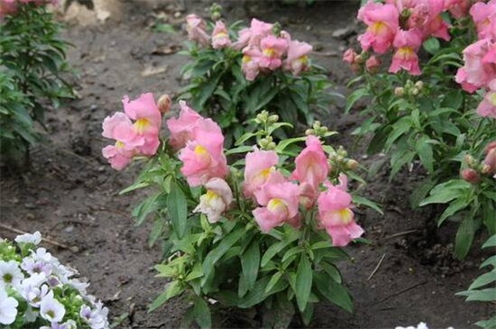 金鱼草秋季如何养，补充光照追肥修剪处理