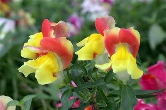 金鱼草秋季如何养，补充光照追肥修剪处理