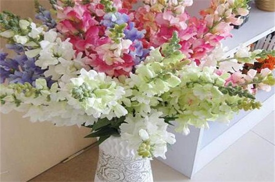 金鱼草春季如何养,手把手教你养爆盆