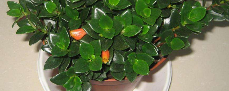 金鱼草过冬办法