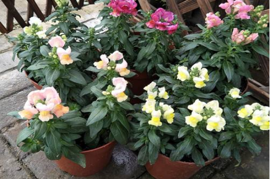 金鱼草过冬办法