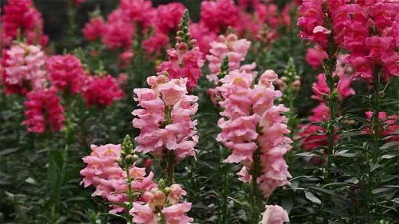 金鱼草的养殖办法和留意事项