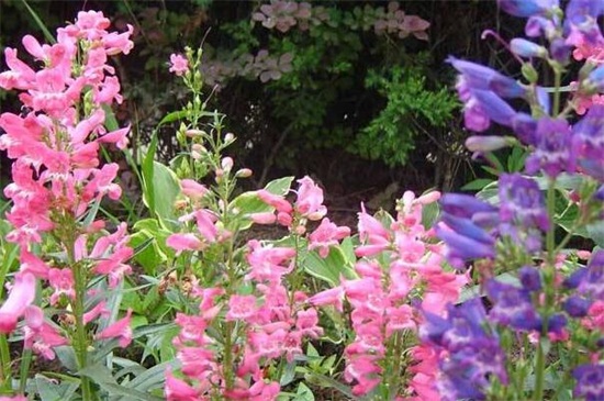 金鱼草的养殖办法和留意事项