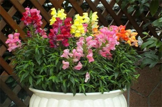 金鱼草的养殖办法和留意事项