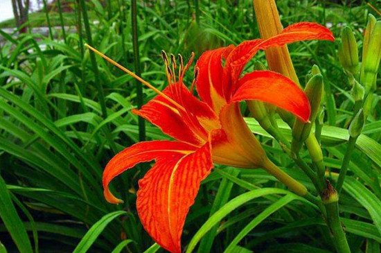 萱草花图片就是黄花吗