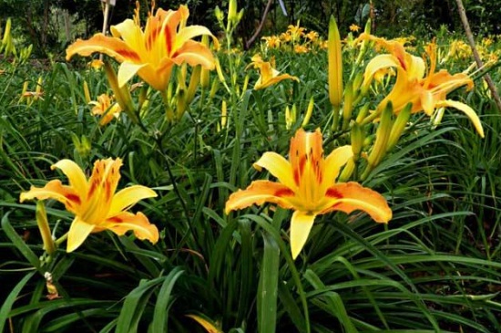 萱草扦插繁殖办法，4个步骤扦插萱草