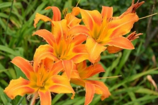 萱草春季如何养，散光沐浴追施氮肥