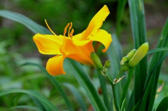 萱草春季如何养，散光沐浴追施氮肥