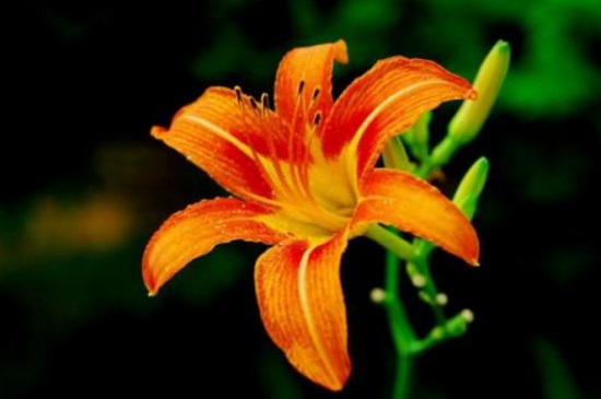 萱草春季如何养，散光沐浴追施氮肥