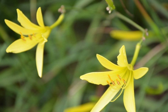 萱草有哪些不同的种类，详解萱草6大种类