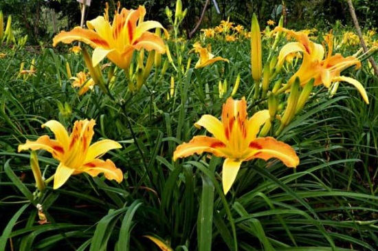 萱草有哪些不同的种类，详解萱草6大种类