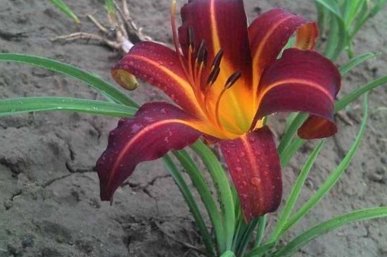 萱草有哪些不同的种类，详解萱草6大种类