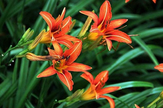 萱草有哪些不同的种类，详解萱草6大种类