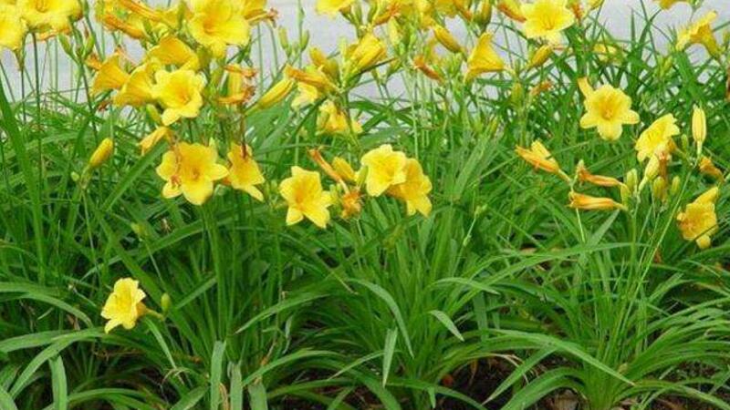 萱草种子如何种