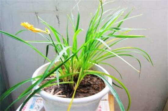 萱草种子如何种