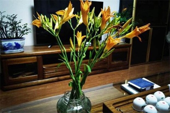 萱草种子如何种