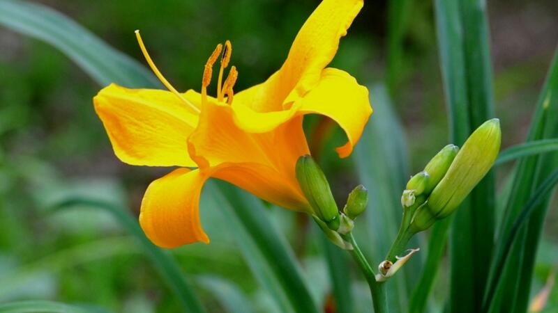 萱草的养殖办法