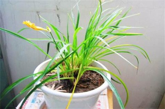 萱草的养殖办法